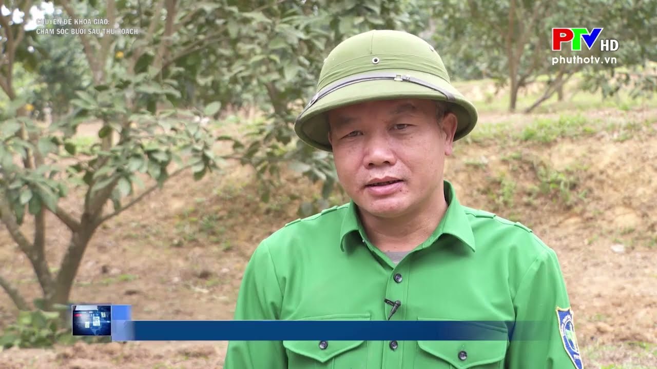 Kỹ thuật Chăm sóc bưởi sau thu hoạch||Nông nghiệp Phú Thọ