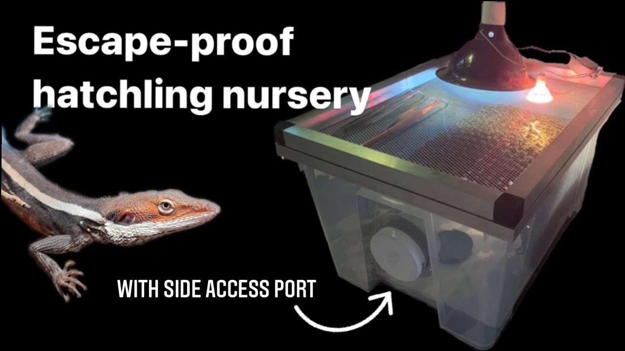 DIY Demo: Lizard hatchling tubs for raising new born dragons