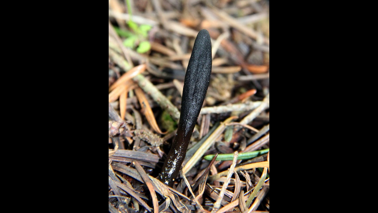 Glutinoglossum glutinosum