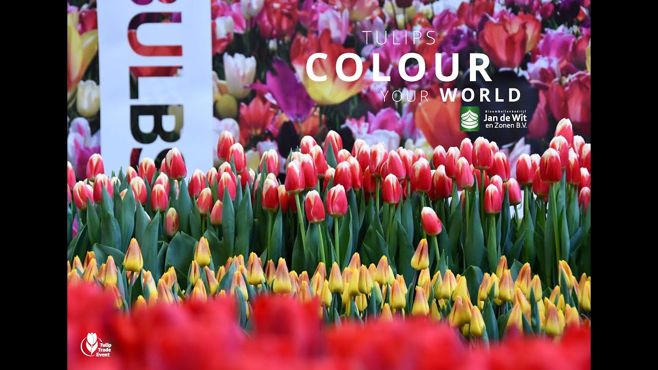 Podw&oacute;jne tulipany i nie tylko w Jan de Wit en Zonen