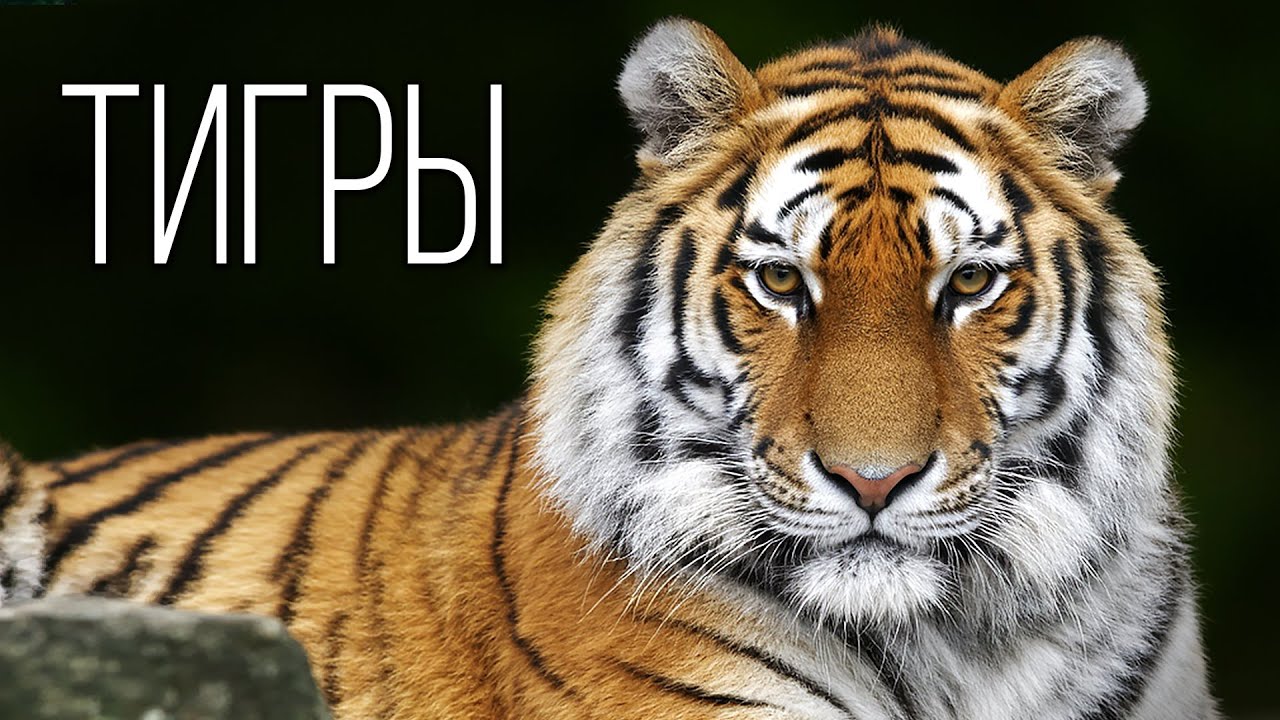 Тигр: Полосатый Царь Зверей | Интересные факты про тигров