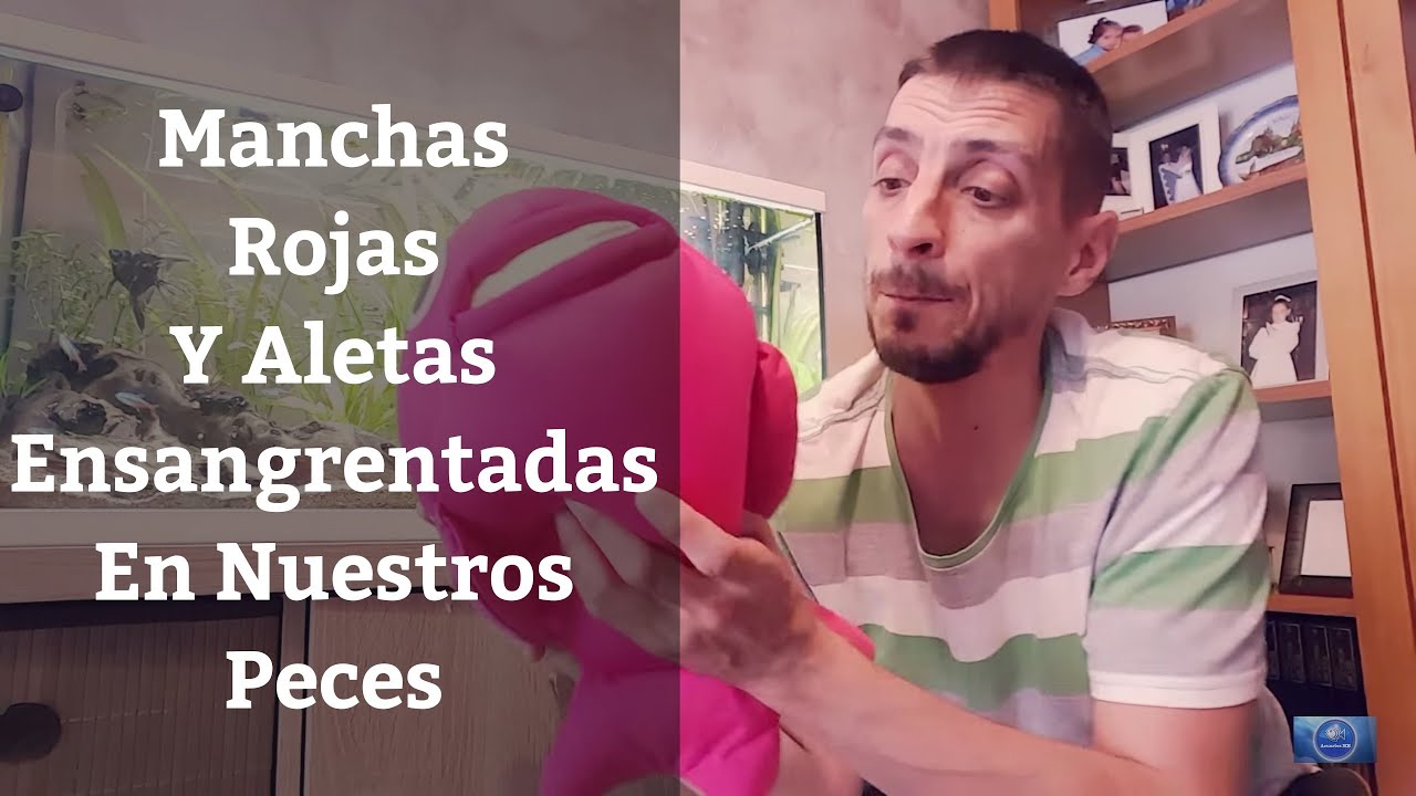 🔵 Aletas Ensangrentadas Y Manchas Rojas En Mi Pez,Septicemia Hemorrágica O Peste Roja (Acuarios MB)