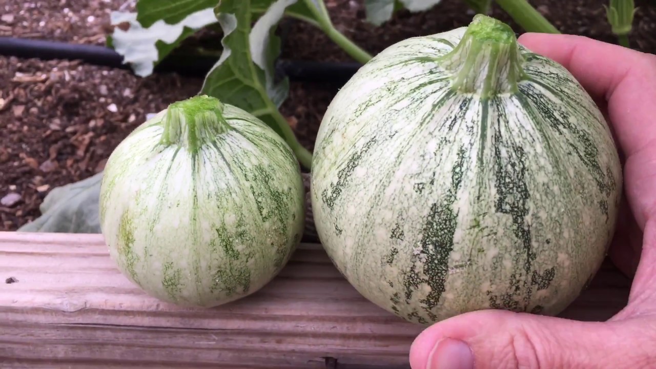 When and How to Harvest Ronde de Nice Squash