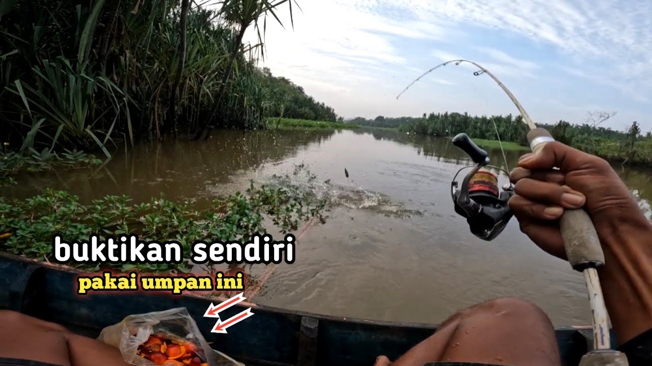 Mancing sungai !! Baru di coba pamancing tiba² ikan nya mengamuk tak terkendali -sungai patin-