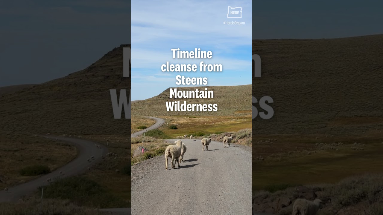 Hundreds of sheep stroll through the road in Southeastern Oregon's Steens Mountain Wilderness