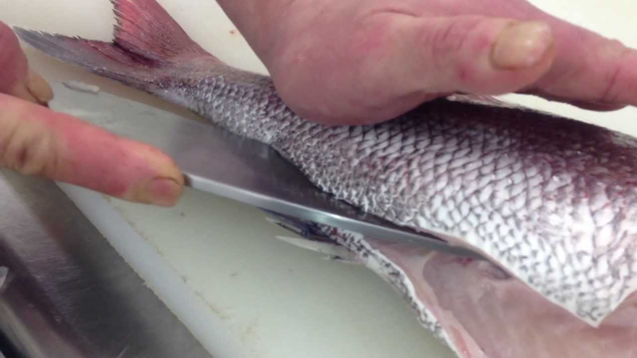 鯛の三枚おろし｜動画で見る魚介類の扱い方