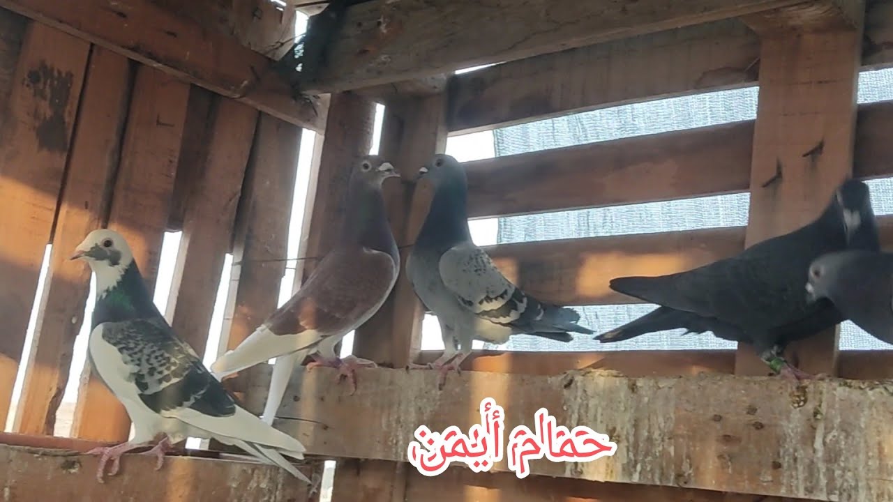 تصوير حمام ايمن الزاجل و الوت ..راح نسوي سباق😃💪