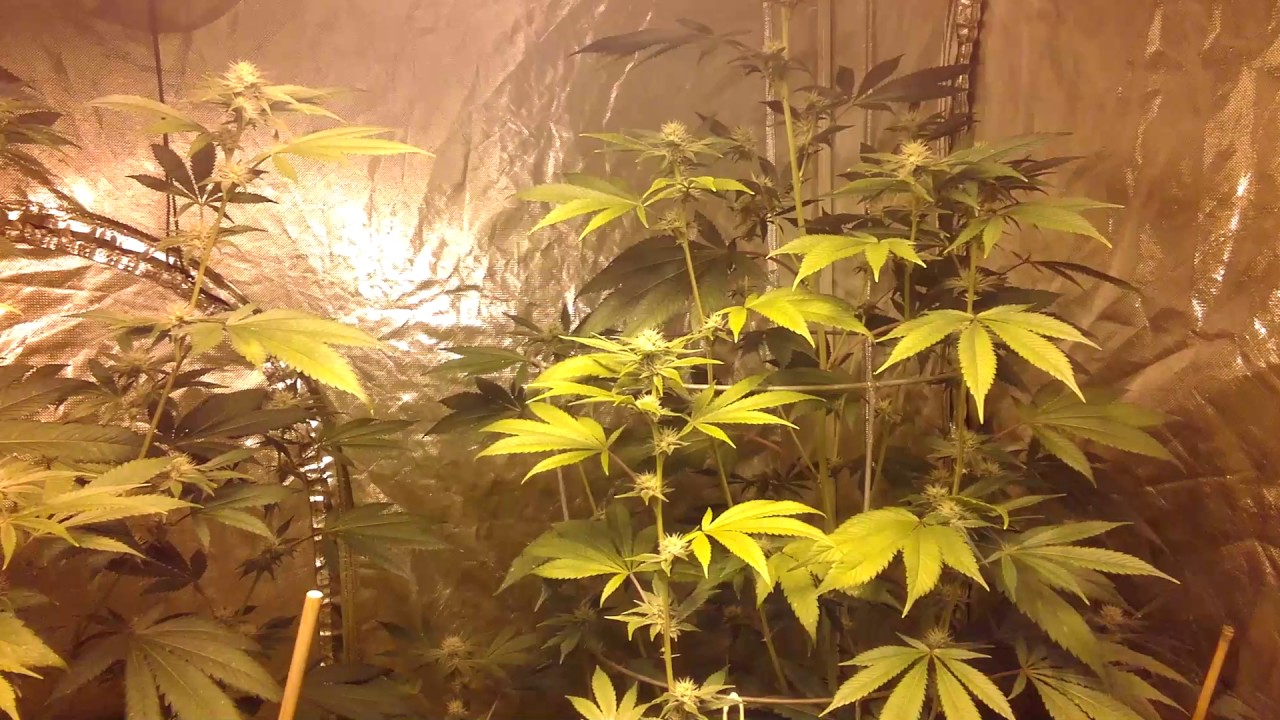 Growing Cannabis: day 66/end of the line for Black Lime Reserve