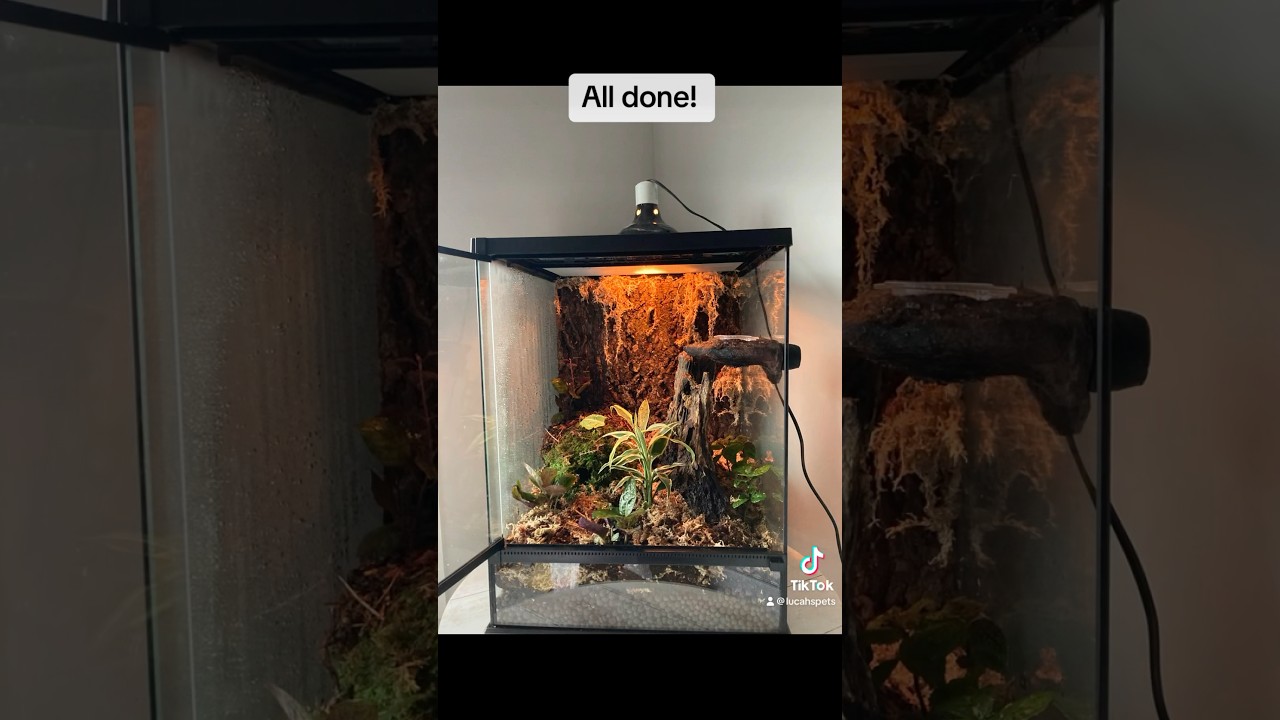 How to set up a crested gecko enclosure! #viral
