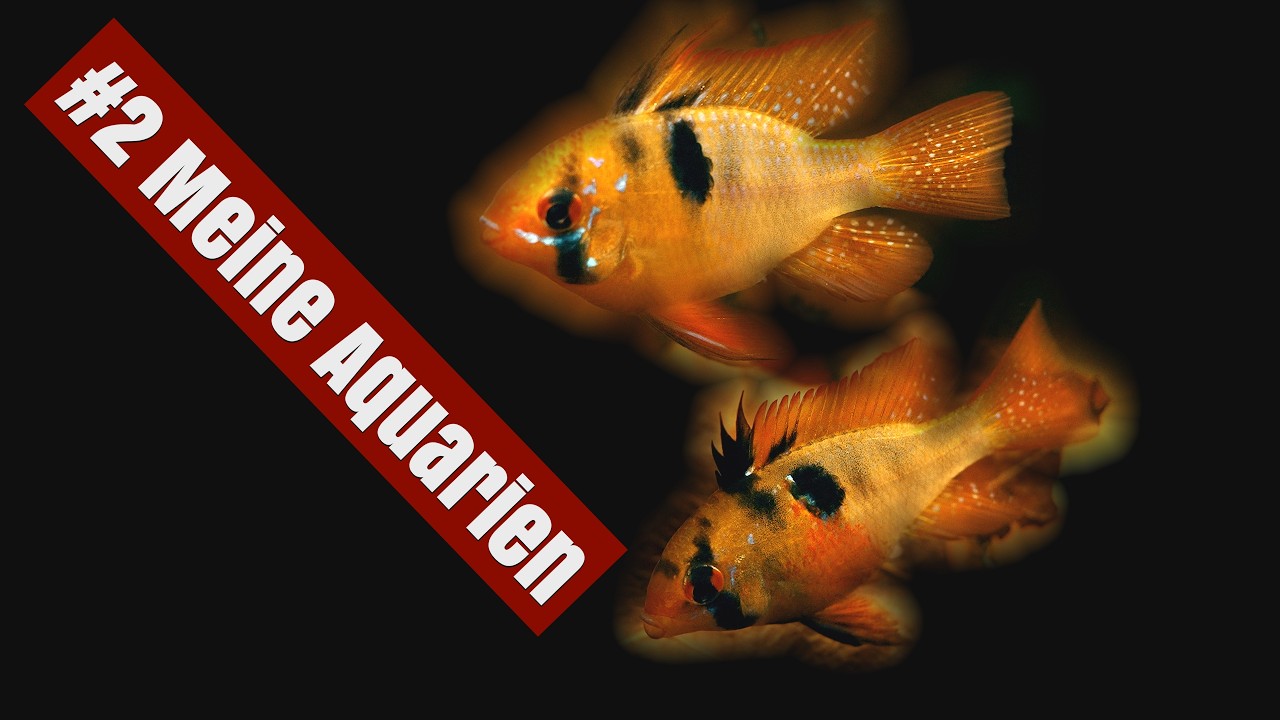Meine Aquarien #2/5 | Heute: Südamerika - Schmetterlingsbuntbarsch Desaster, es geht alles schief