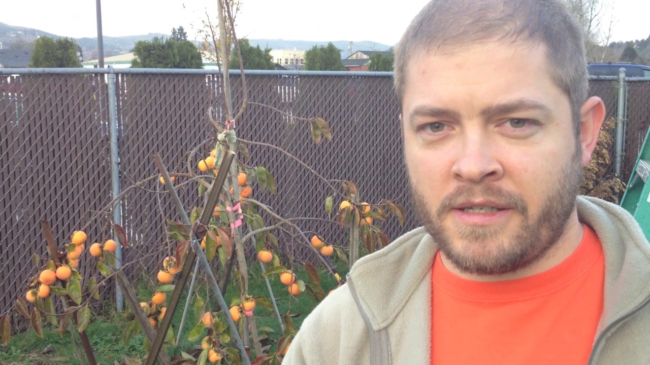 When are Fuyu Persimmons Ripe?