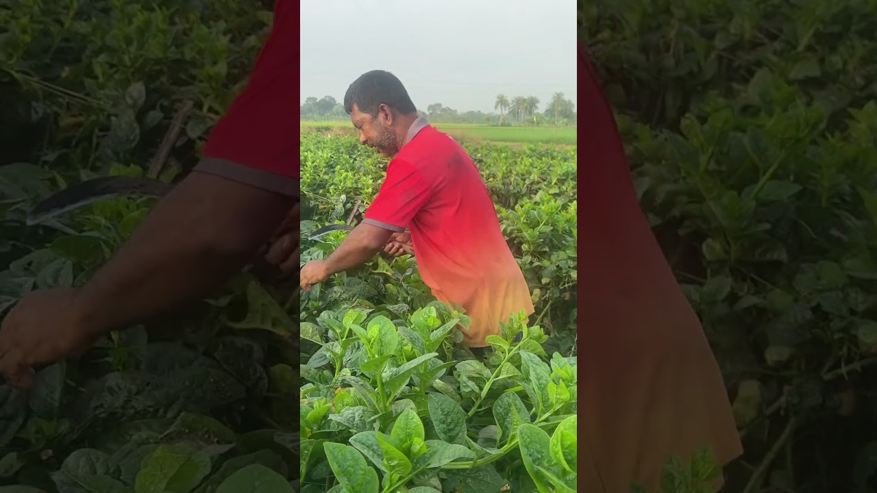 একজন সফল পুইশাক চাষী