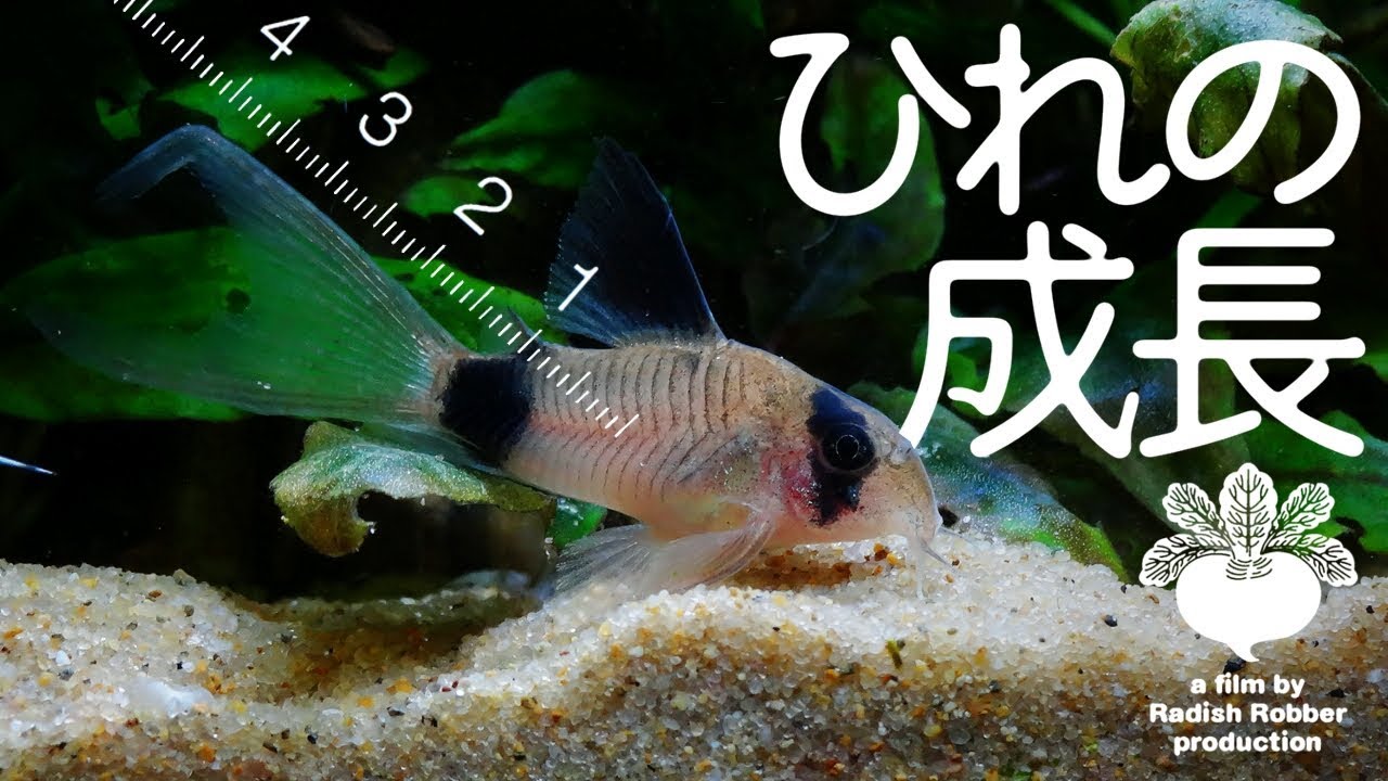 パンダのヒレが伸びた（ｺﾘﾄﾞﾗｽ, 熱帯魚）