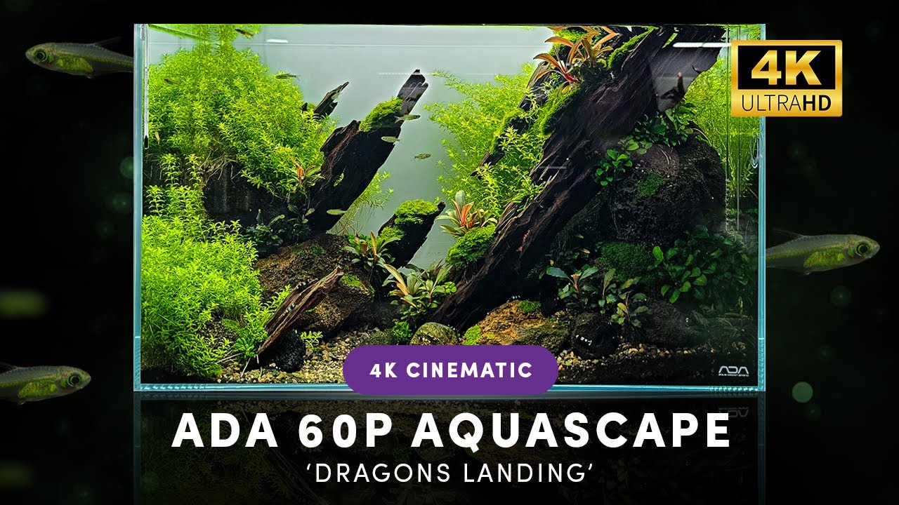 ADA 60P FULL ADA SYSTEM - 4k CINEMATIC - 9 MONTHS OLD