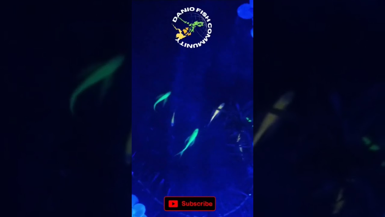 Glodanio Channel FishSubscribe 
