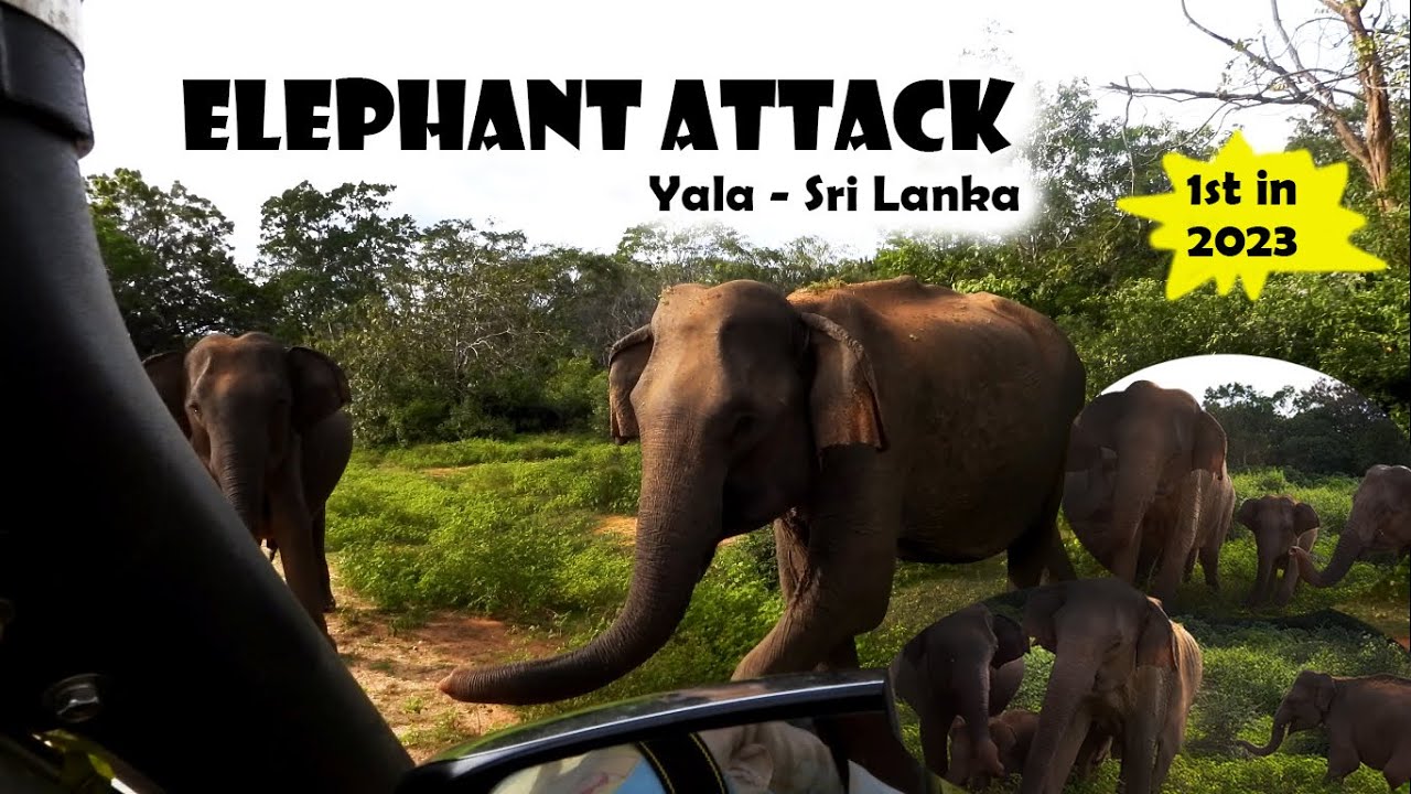 Sri Lanka`s wild elephants: Are they friendly? | Elephant Attack | 2023