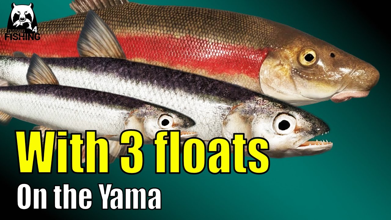 Russian Fishing 4 – Yama River – Make silver with 3 floats! Telescopic rod, Bolo or match rods #rf4