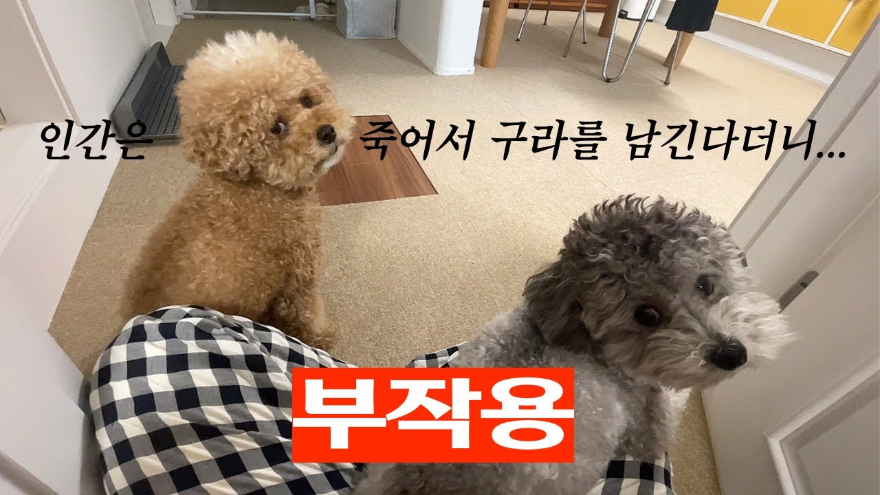 통화하는척 강아지가 좋아하는 말하기 유행 따라할 때는 좋았지