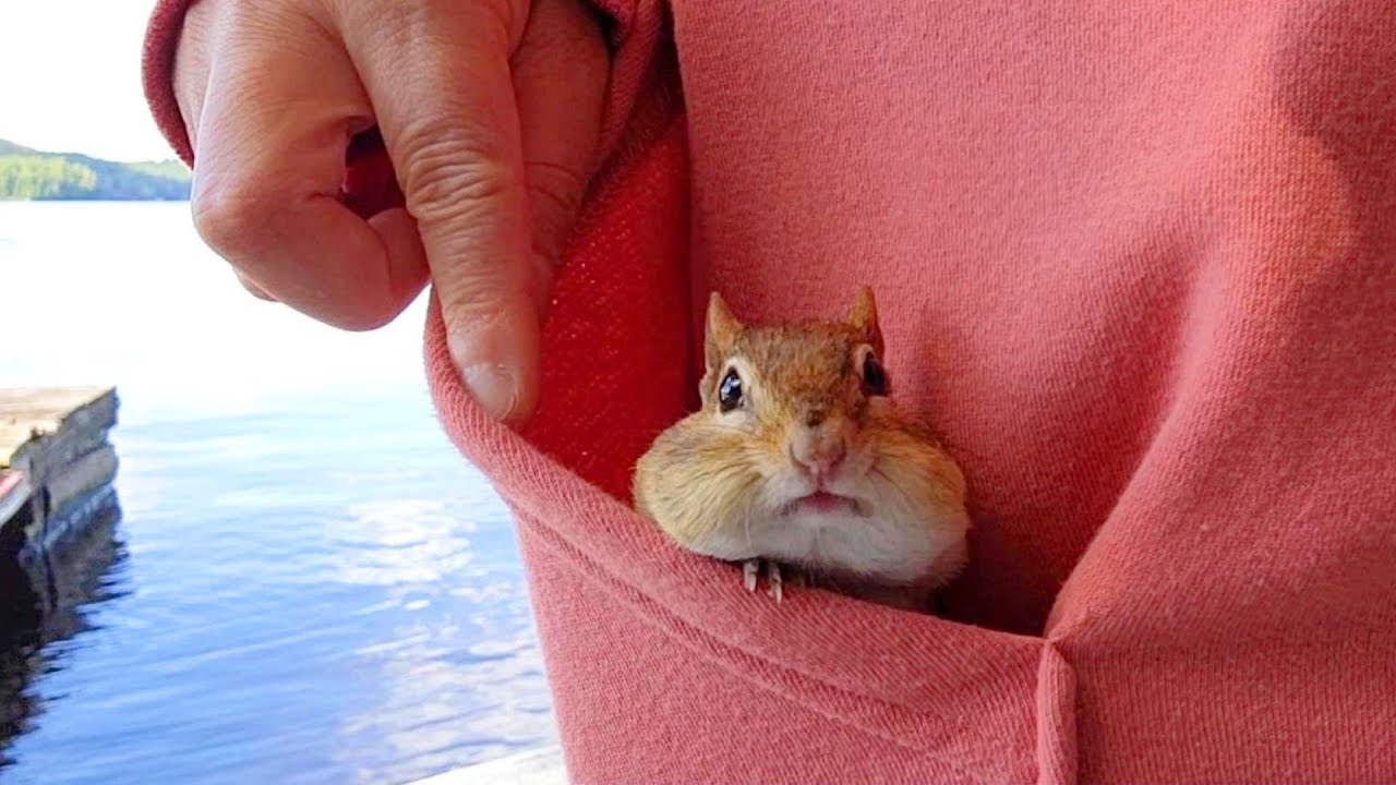 나를 기다리는 다람쥐들 My Chipmunk Friends Wait For Me