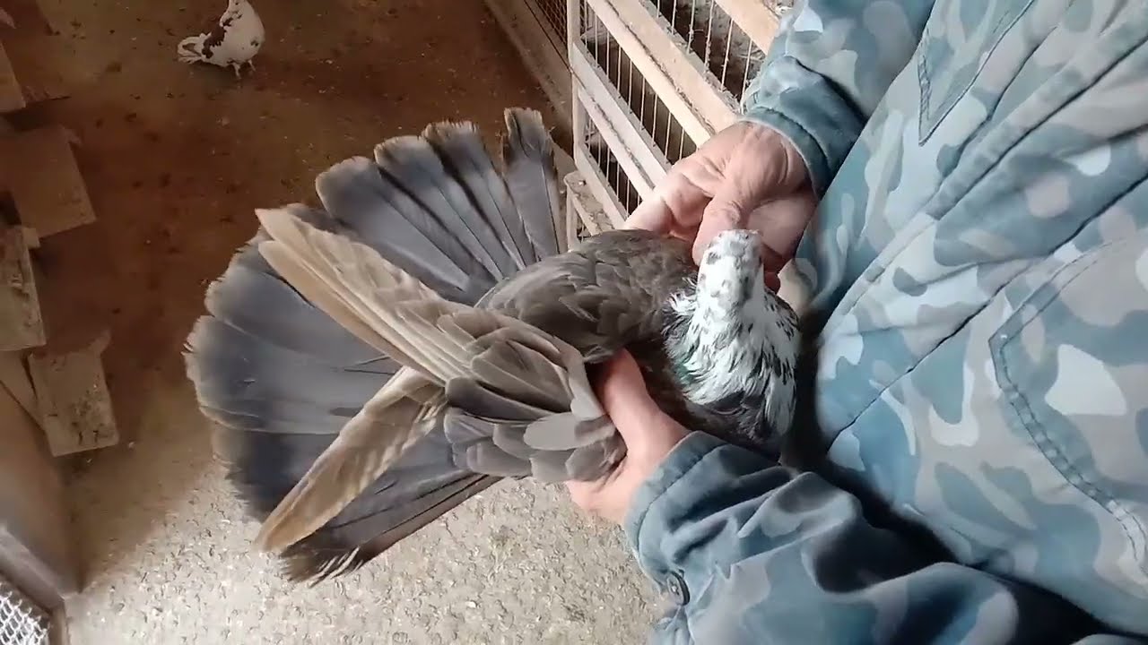 Серпастые голуби. Показываю по ближе. Часть 4