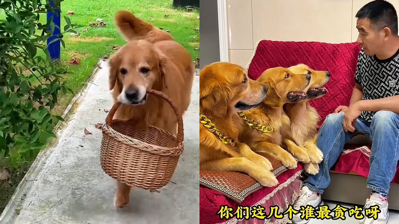 Мао-Мао тоже сентиментальный.❤️#聪明旺豆豆
