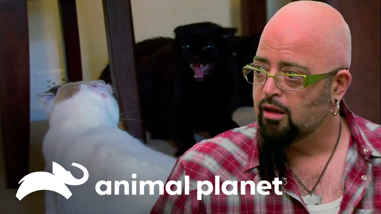 Mejorar la relación de una gata salvaje con otros gatos no será fácil | Mi gato endemoniado