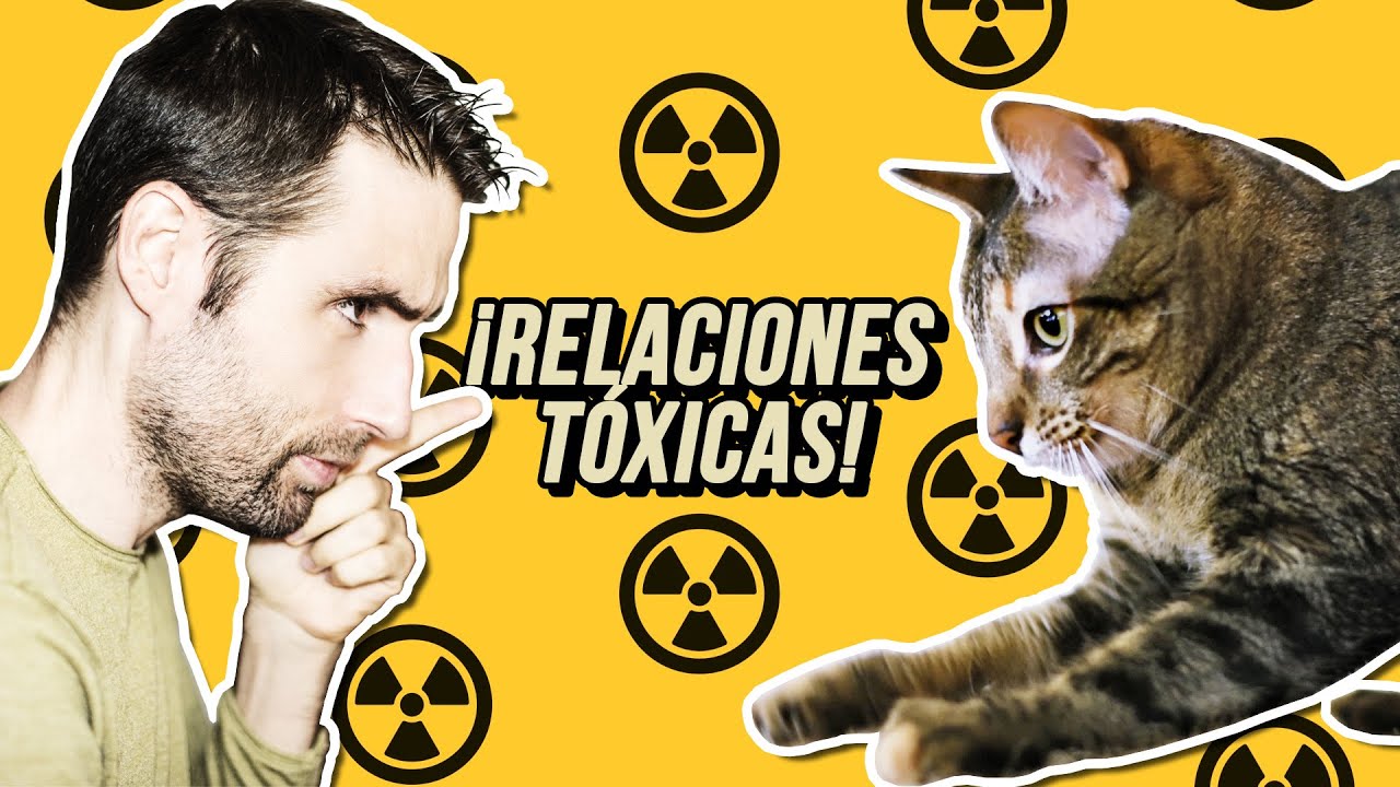 GATOS muy DEPENDIENTES e HIPERAPEGO | Tienes una RELACI&Oacute;N T&Oacute;XICA con TU GATO y no lo sabes