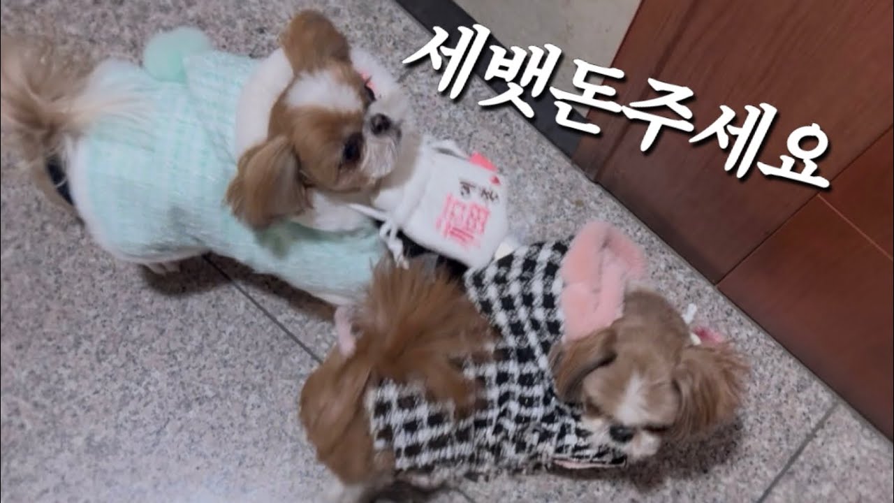 설날이라 세뱃돈 받았개🐶💰 가족모임 + 브런치 나들이  시츄 브이로그❤️