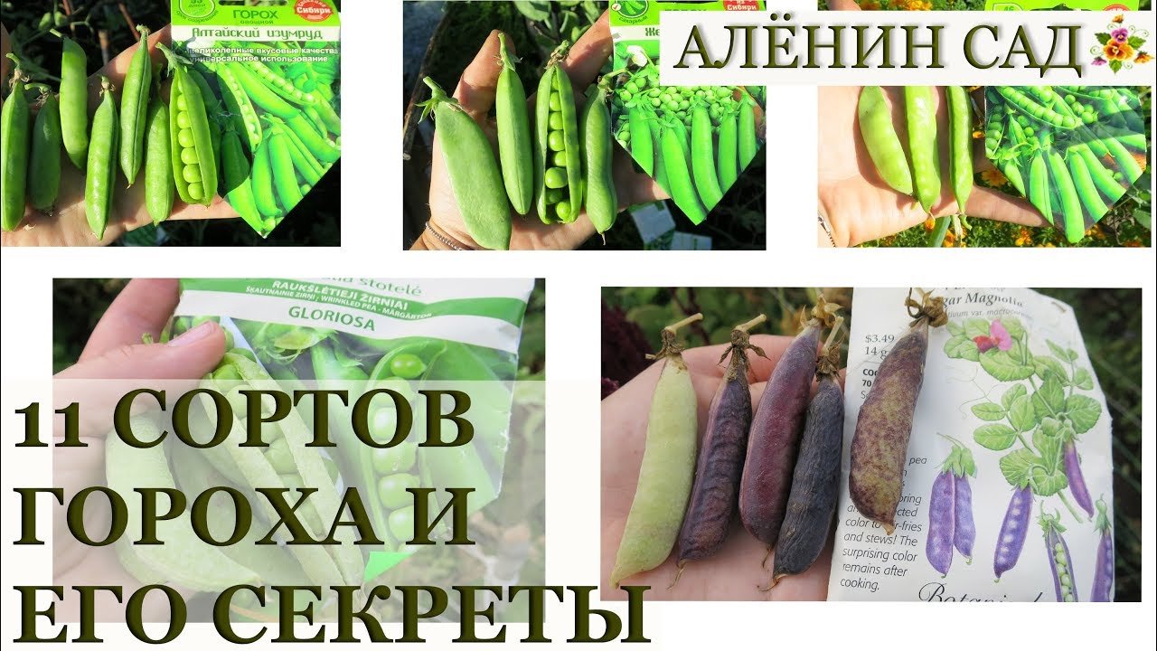 11 сортов гороха ВЫБИРАЕМ лучшие! Секреты выращивания гороха
