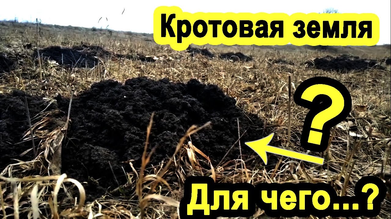 Для чего можно использовать полевую землю из кротовых кучек.