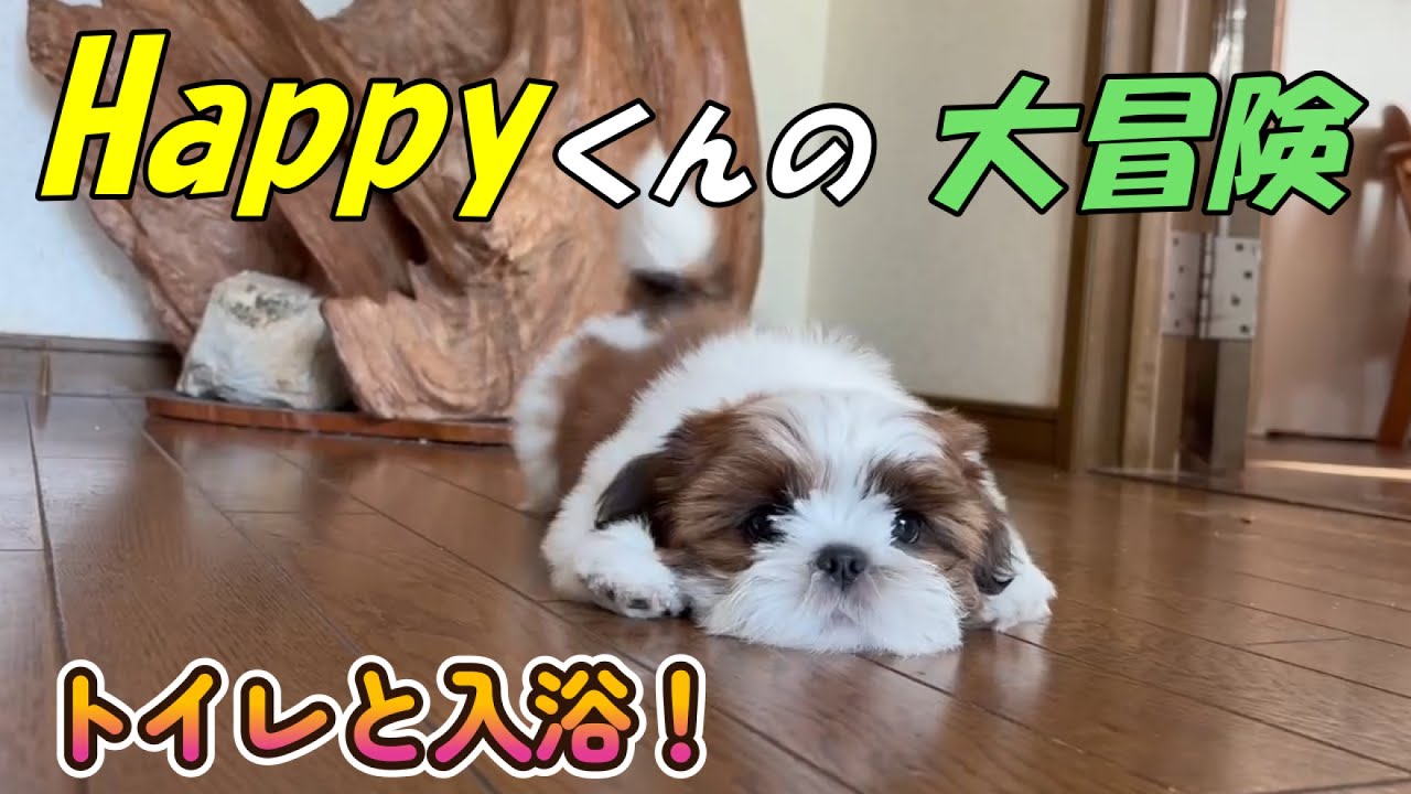 [シーズー🐶] Happyくん トイレと入浴 の巻
