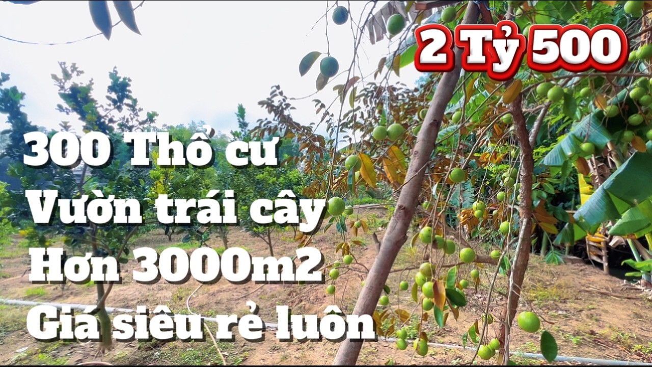 GIÁ SIÊU RẺ Hơn 3000m2 sẳn 300 thổ cư, vườn cây trái, suối bao bọc khu dân cư giá chỉ 2 Tỷ 500...