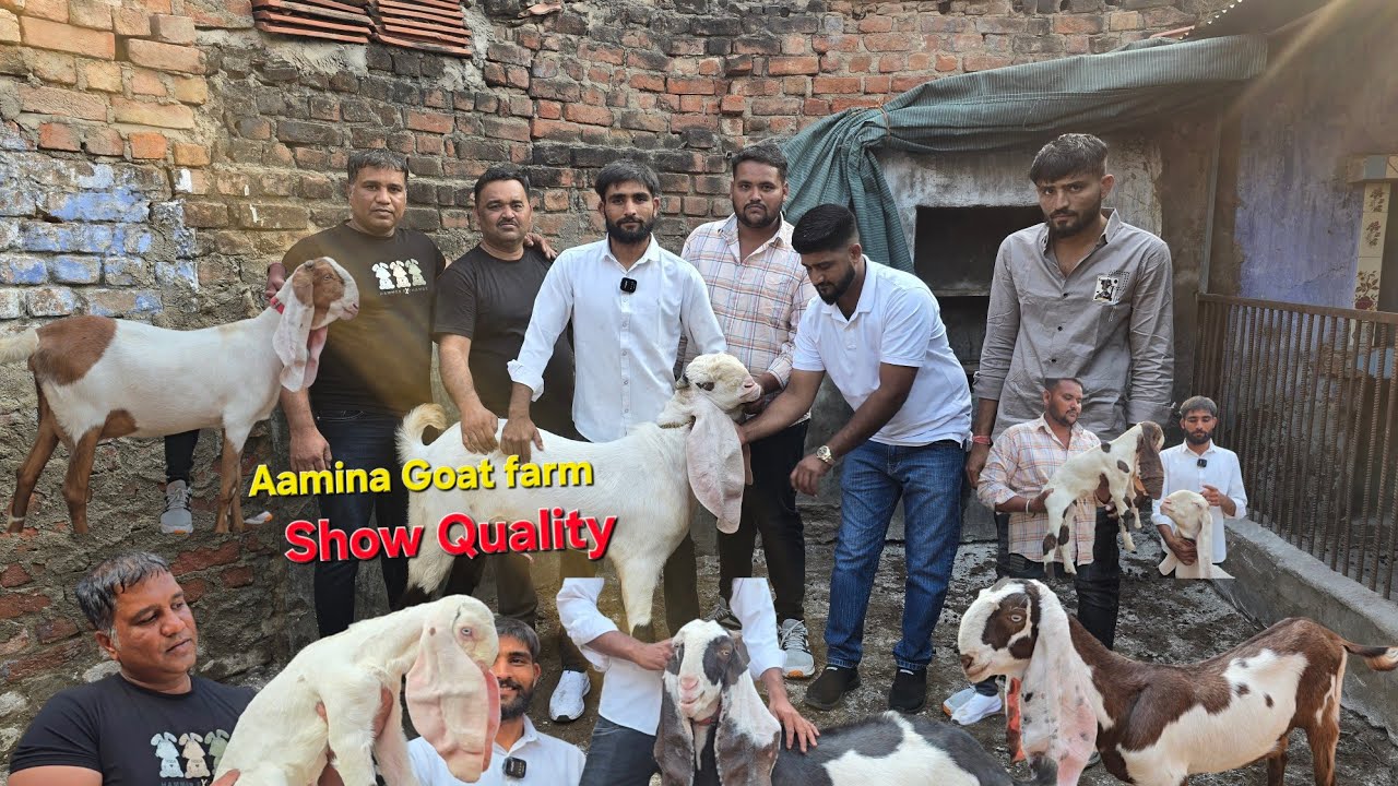 Aamina Goat Farm Gujrat Limdi Hyderabadi Goat's&Hypet Usman Bhai ke Pass