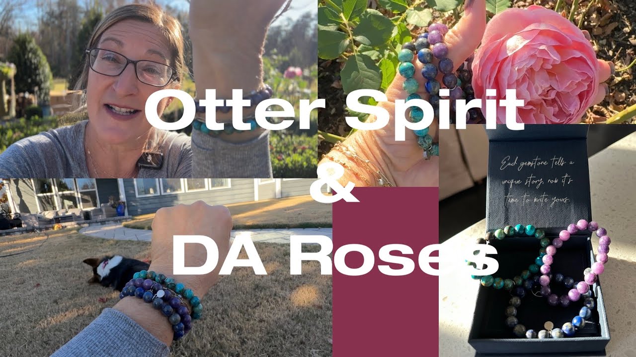 Otter Spirit, розы Дэвида Остина в декабре и корги Рокси @otterspirit