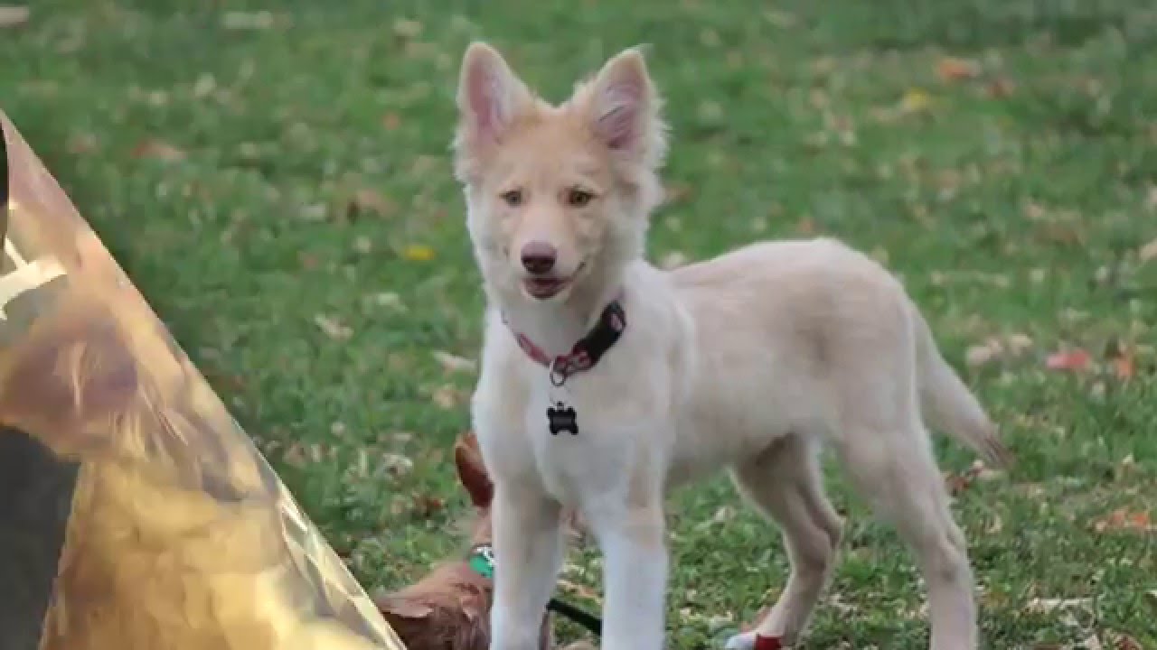My adorable Border Collie & German Shepherd mix//KUMA