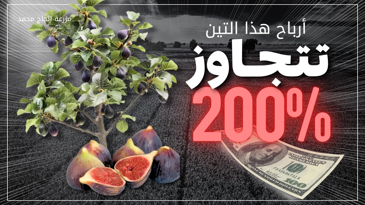 تريد الاستثمار في التين  / ماهو الصنف المطلوب لدى المستهلك و المربح