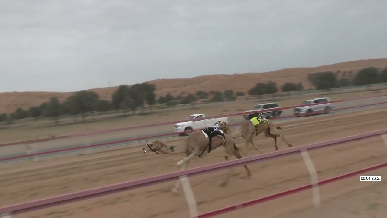R12 25 1 2026HZ الشوط (12) منحاف / سعادة محمد سلطان مكر مرخان الكتبي