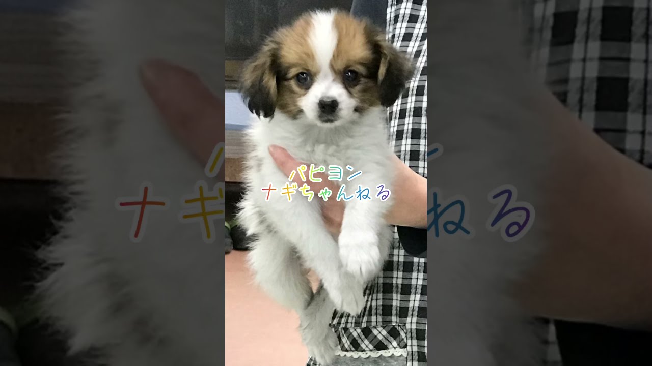 パピヨン子犬はじめましてナギです