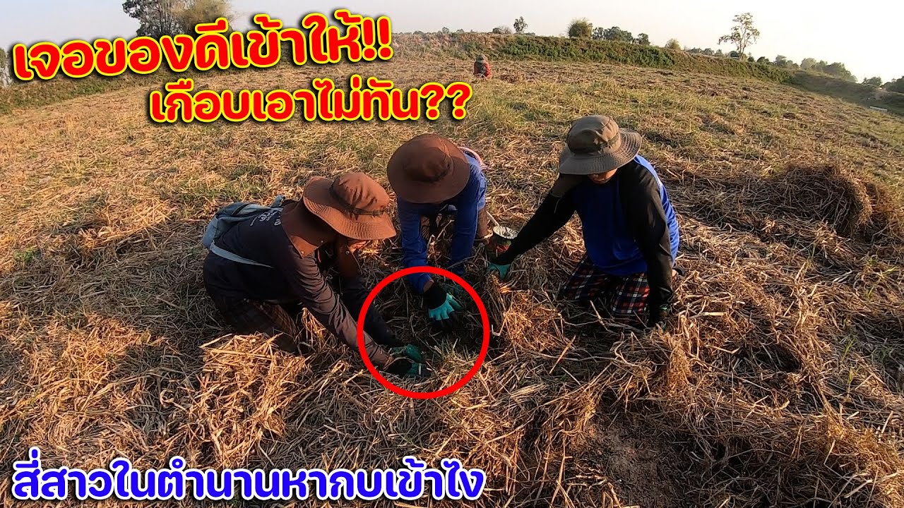 เจอของดีเข้าให้!! เกือบเอาไม่ทัน?? สี่สาวในตำนานหากบหาเขียดไปกินแลง