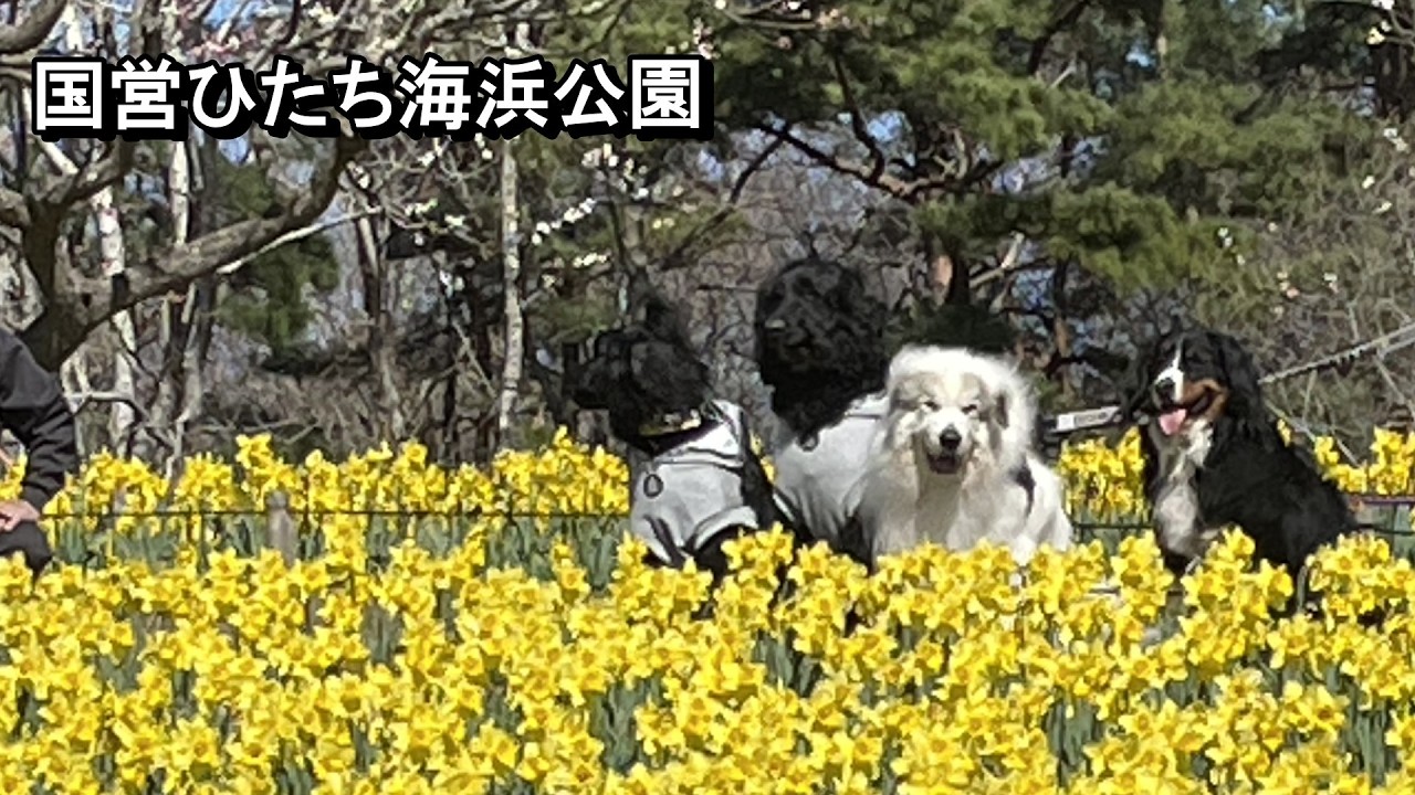【ラム＆ピコ】しっぽフェスタに行きました【国営ひたち海浜公園】