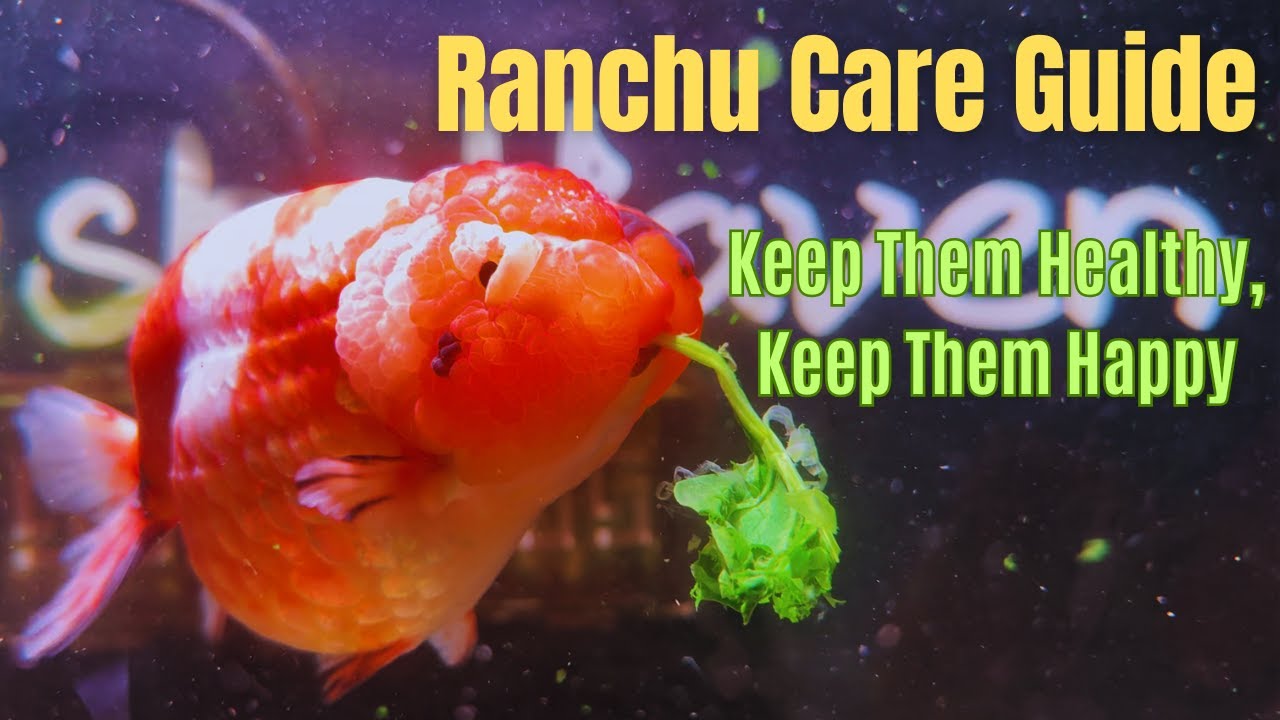 Ranchu Goldfish Care Guide  Tank Setup, Feeding & Water Change Tips
