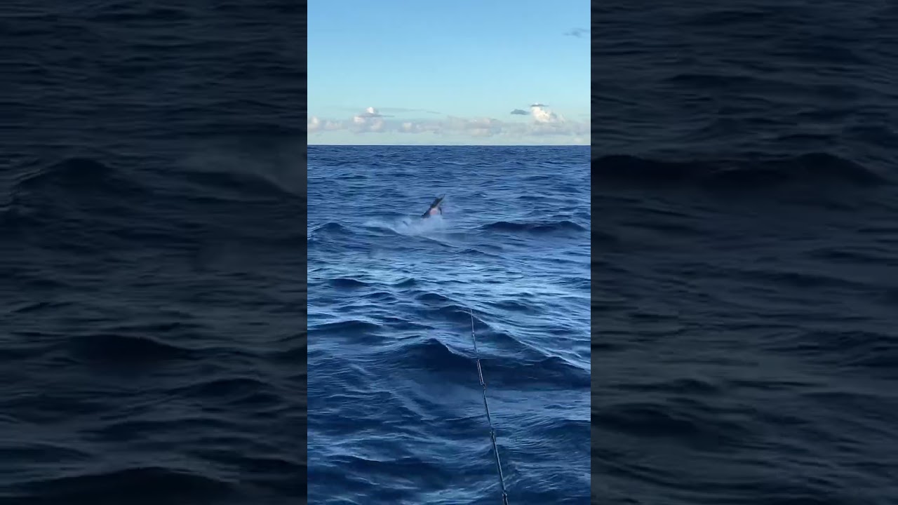 Nice stripe on On Call #Tantrum #marlin #gamefishing #fishing #fishingnsw #fishingaustralia