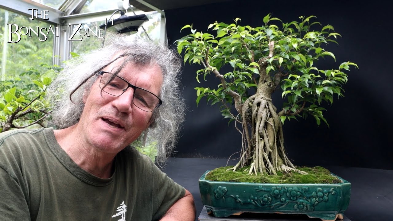 A year in the Life of My Ficus benjamina 