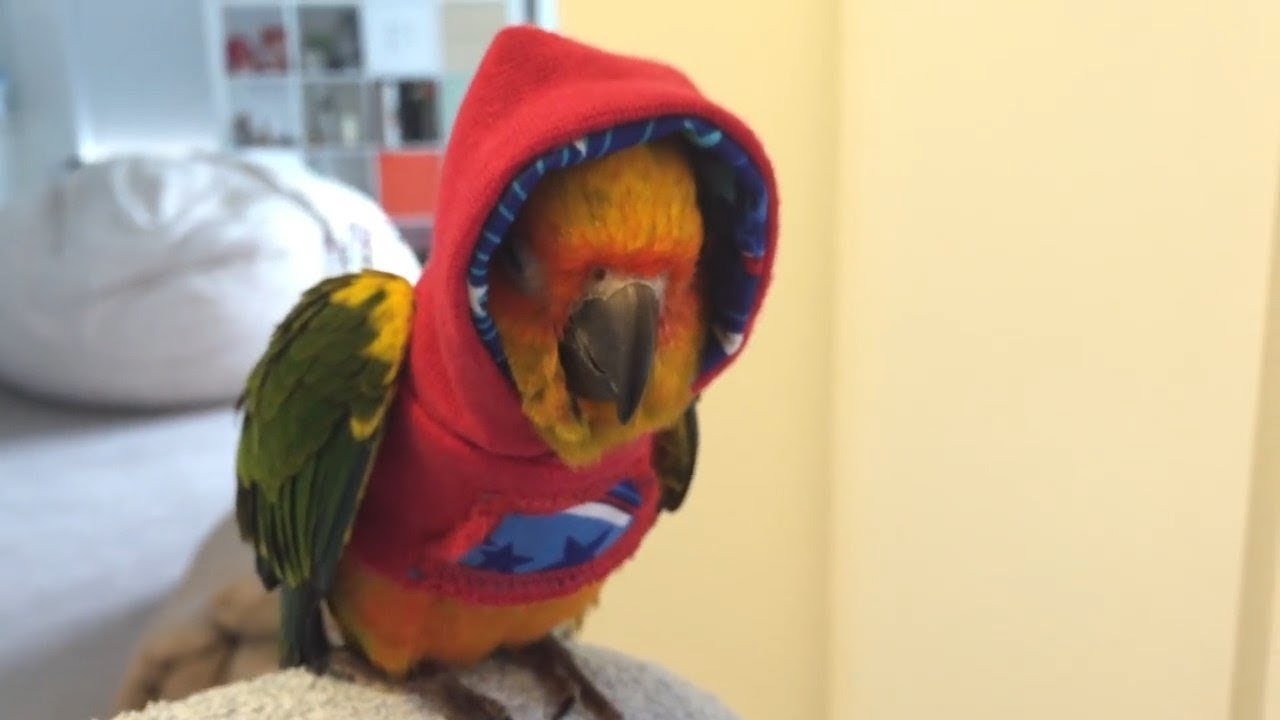 Funny Parrots   Funniest Parrot Videos 2018   YouTube