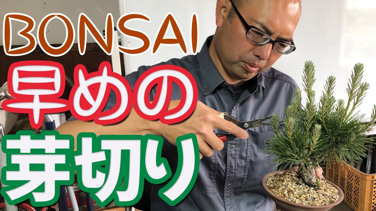 早めの芽切りとは？効果と方法【盆栽・黒松】