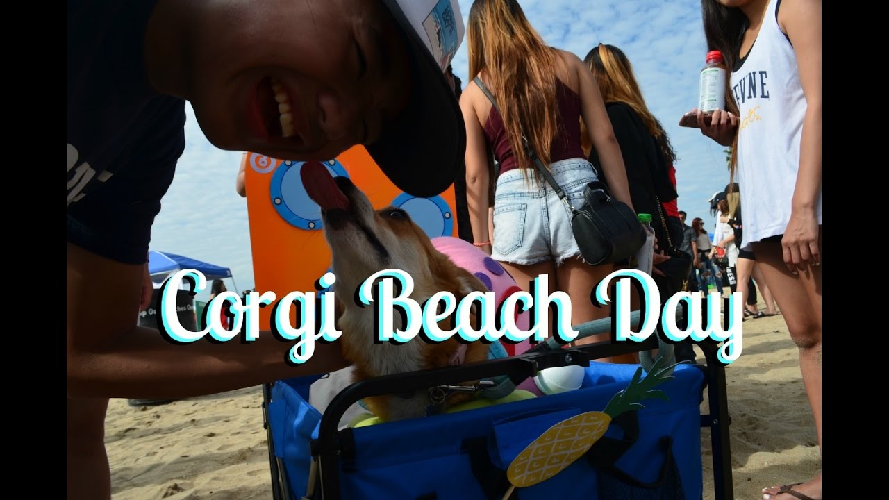 SoCal Corgi Beach Day (AMP 1617)