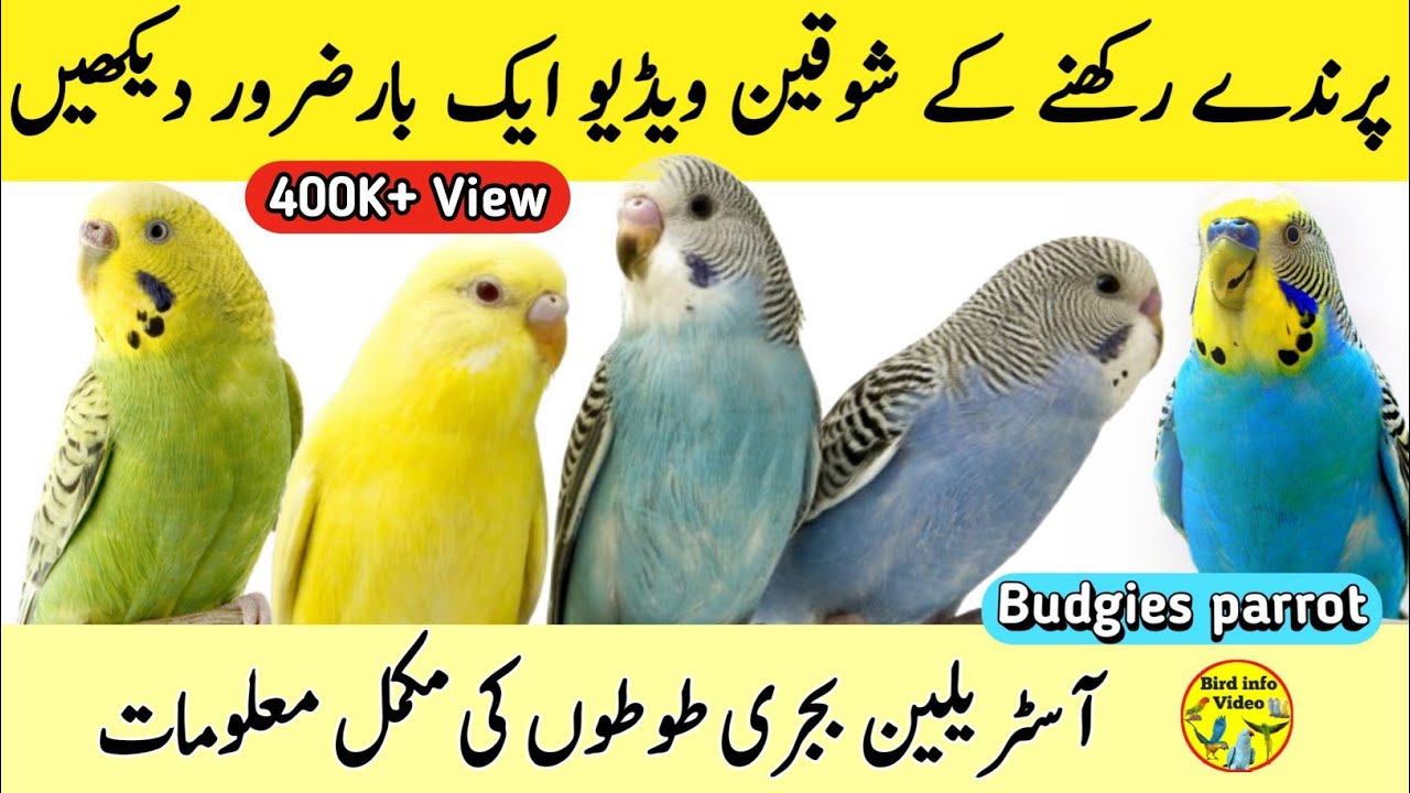 Budgies parrot colony setup video | budgies parrot cage setup and food in urdu | Australian parrots