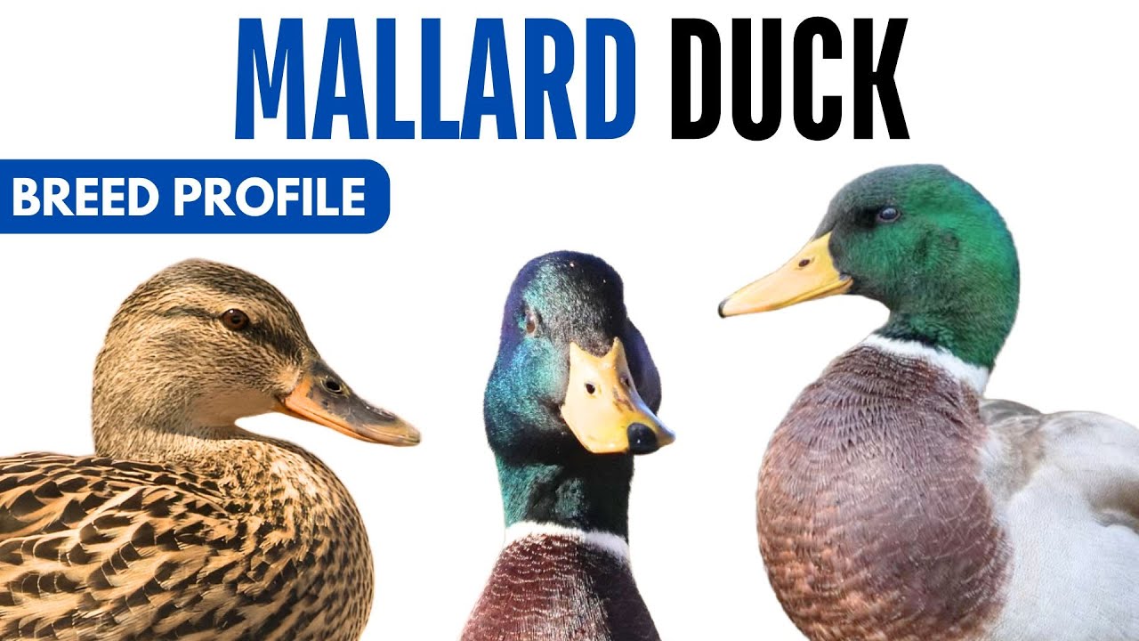 Mallard Duck Breed Profile History Health Issues - Mallard Duck Egg Ratio Lifespan