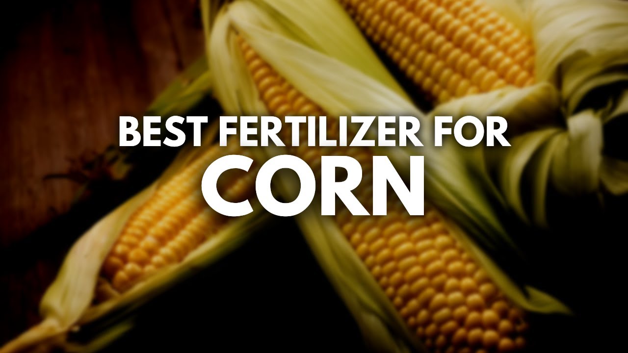 Best Organic Fertilizer For Corn-Grow Them Organically