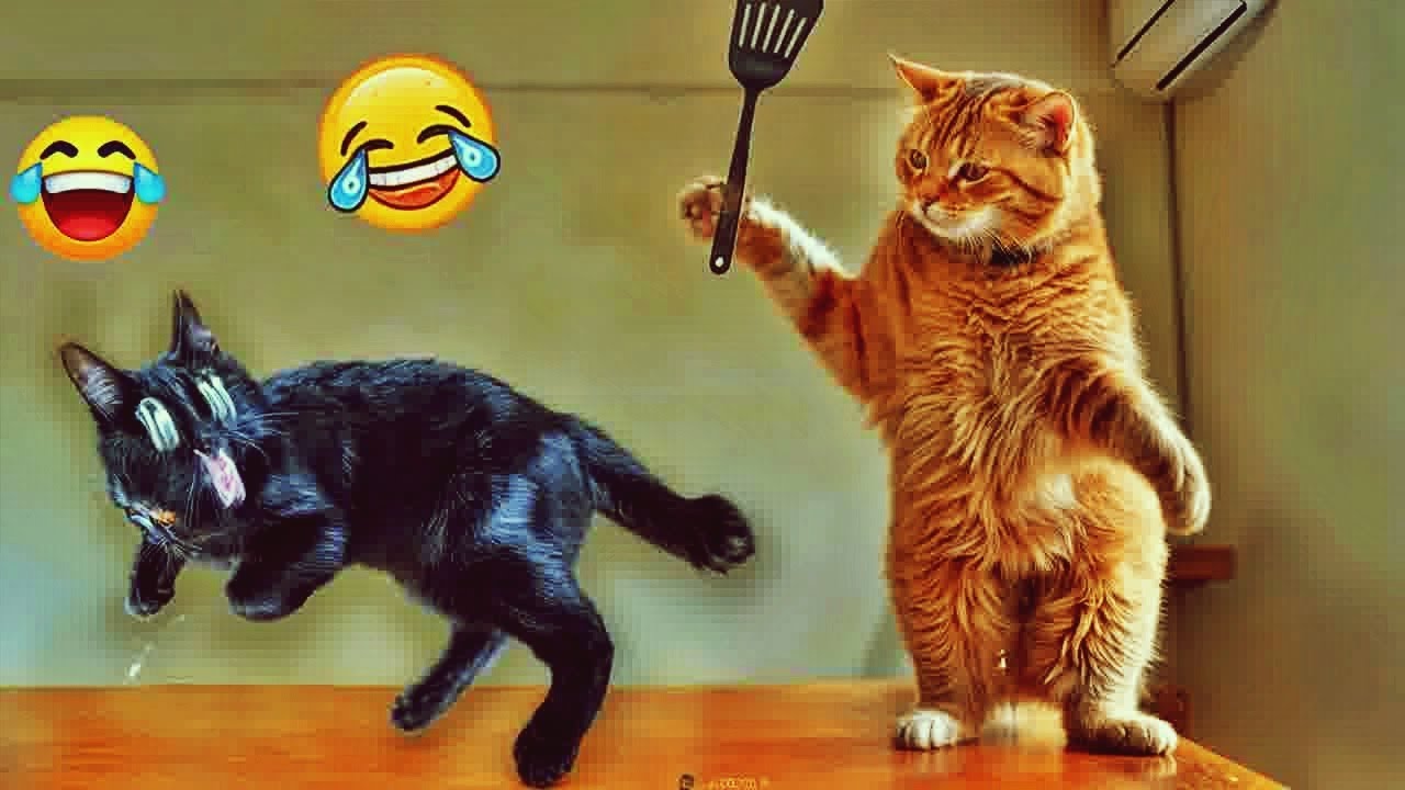 Funniest Dogs and Cats Compilation 🐶 Laugh All Day 😹Funniest Dogs and Cats 2024😻